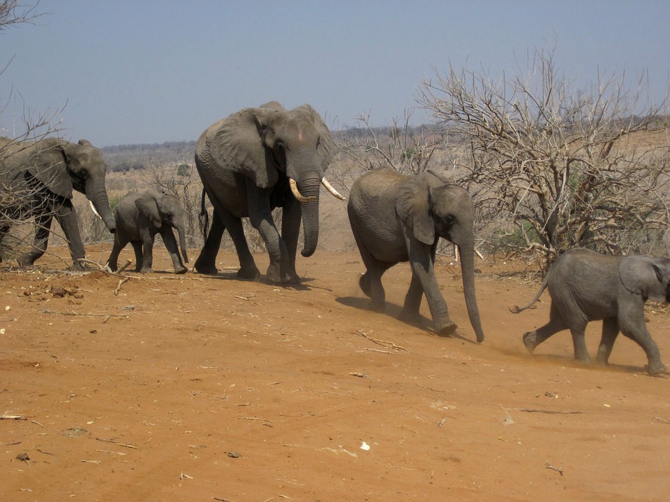Elefanten Großfamilie
